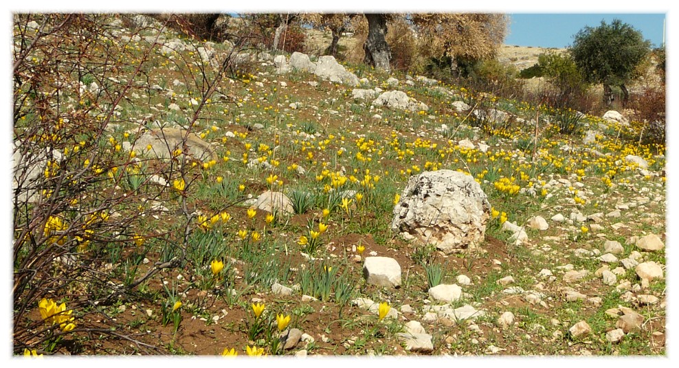 Sternbergia lutea(Cyclamen hederifolium, Biarum tenuifolium)